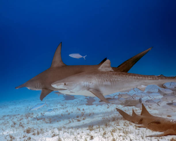 istock A Great Hammerhead (Sphyrna mokarran) and Tiger Shark (Galeocerdo cuvier) in Bimini, Bahamas 1454534901