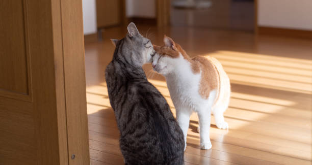istock Two cats who are friends 1454536056