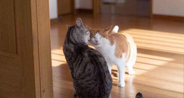 istock Two cats who are friends 1454536058