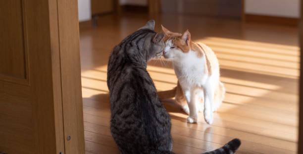 istock Two cats who are friends 1454536061