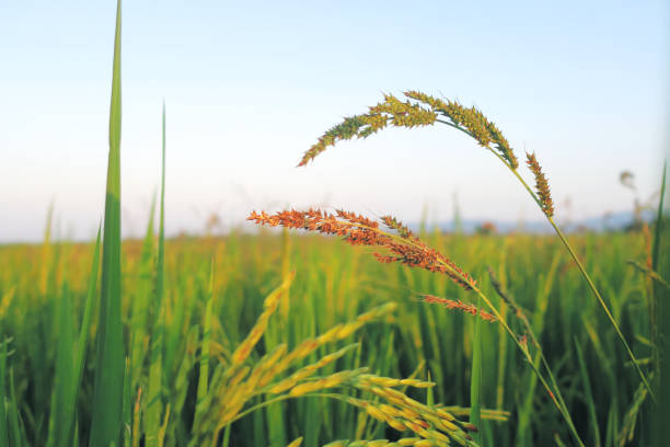 planta de maleza de arroz - contamination meter fotografías e imágenes de stock