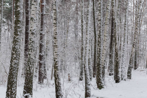 istock Fragment of the birch forest during a snowfall 1454537033
