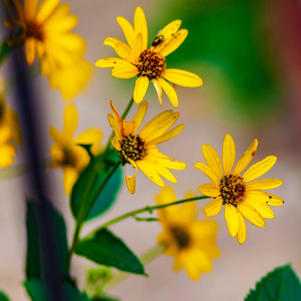 istock Vertical shot of fully bloomed sunflowers against a blurred background 1454537121