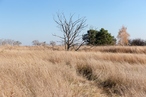 Single dry tree with curved branched trunk without a bark on the meadow among the high withered grass against the other living trees and clear sky at autumn sunny day