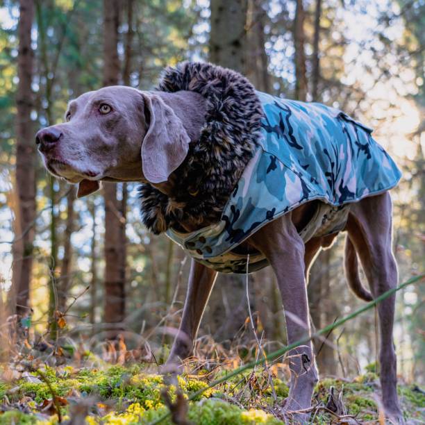 zbliżenie na weimaraner ubrany - weimaraner dog animal domestic animals zdjęcia i obrazy z banku zdjęć