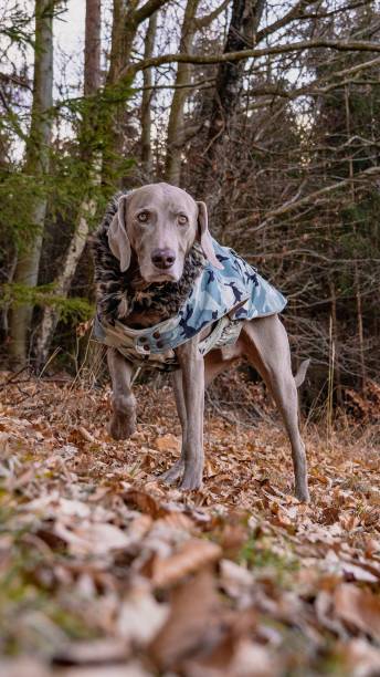 foto vertical de um weimaraner vestindo roupas - weimaraner dog animal domestic animals - fotografias e filmes do acervo