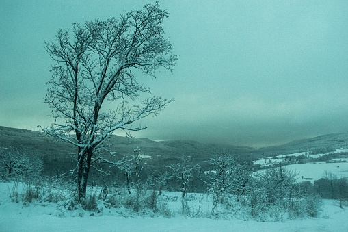 A winter landscape view with snowy trees and mountains at dawn on a gloomy day