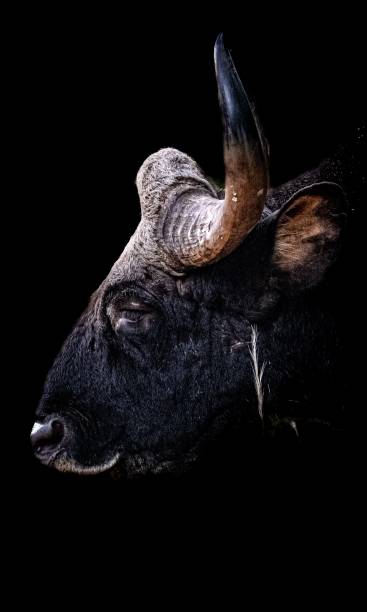 istock Vertical closeup of a buffalo head on the dark background 1454538496