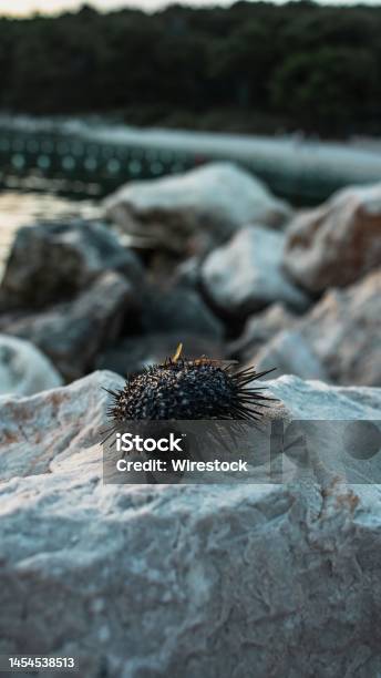 Vertical Closeup Of A Kina On A Sunlit Stone With Blurred Background Stock Photo - Download Image Now