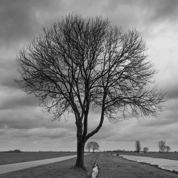 istock Grayscale of dry leafless branches of a tree in the middle of two parallel paths on a cloudy day 1454538839
