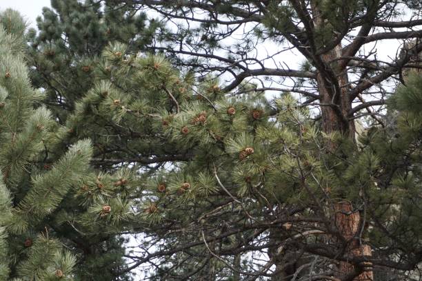 istock Beautiful view of pine trees in an evergreen forest 1454538841