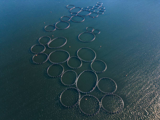 istock Salmon fish farm in the river aerial view 1454538983
