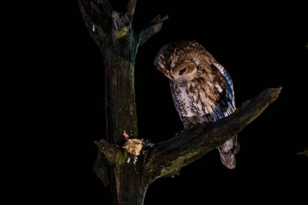 istock Tawny owl perched on the tree branch on the black background 1454539284