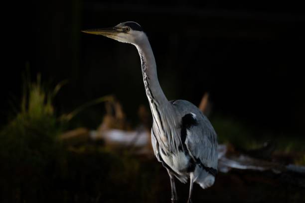 istock Great blue heron in the forest at night 1454539383