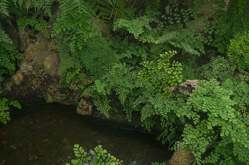 Adiantum capillus-veneris fern species growing near pond view from above