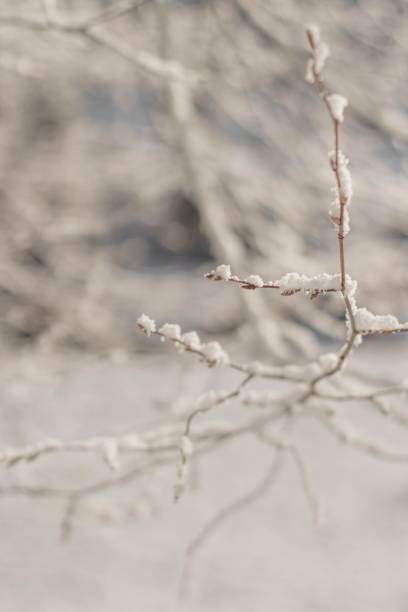 istock Selective focus of a tree branch covered with snow in winter 1454539549