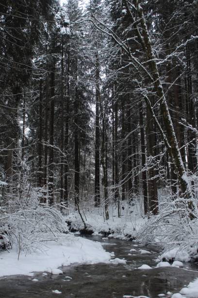 istock Vertical shot of a river flowing through a pine forest covered with snow in cold winter 1454539555