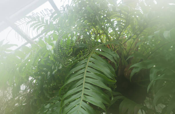 istock view from below on drynaria leaves growing 1454539731