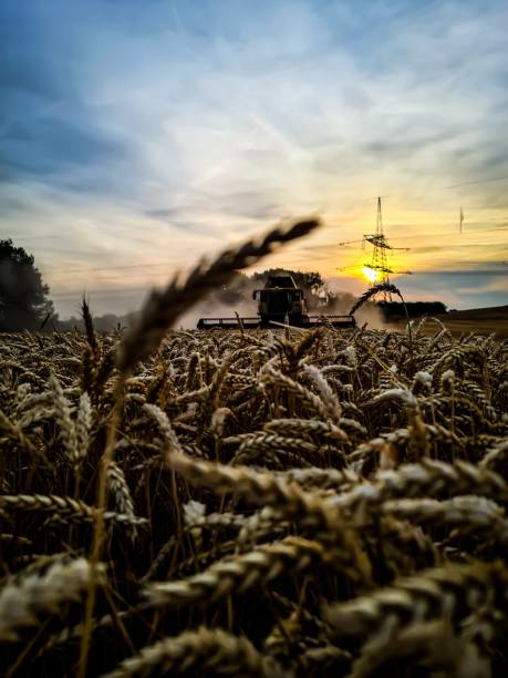 istock Selective focus of a tractor cultivating a wheat field at sunset 1454539791