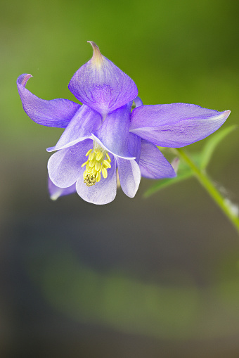 A vertical shot of an Aquilegia Vulgaris flower on a blurred background