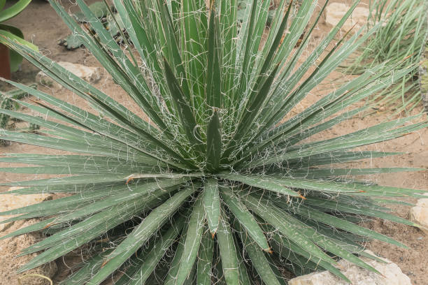 istock view from above on growing agave toumeyana bush 1454539869