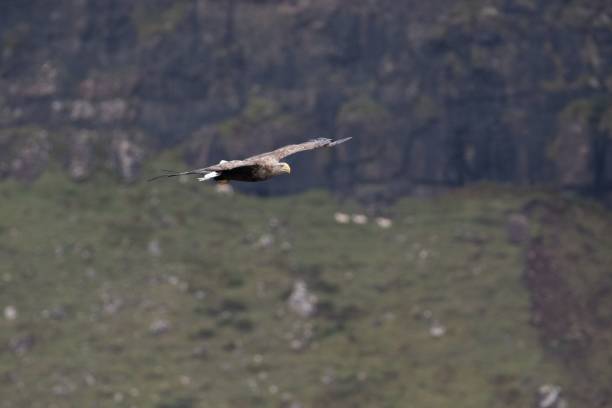 istock Closeup of a white-tailed eagle (Haliaeetus albicilla) flying over blurred rocky hills 1454539897