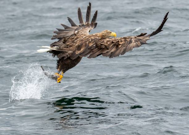 istock Closeup of a white-tailed eagle (Haliaeetus albicilla) flying above water with a fish in its claws 1454539899