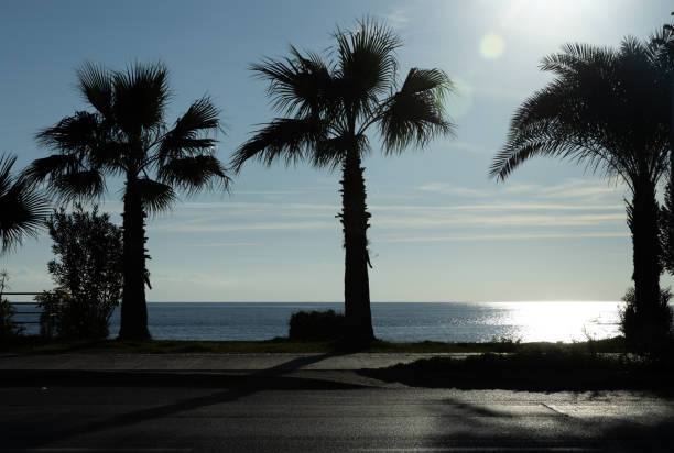 Shadow of a palm tree and a sign with regulations for the beach guests at Playa de las Americas which is a popular tourist location on the south coast of the the Spanish Canary Island Tenerife.