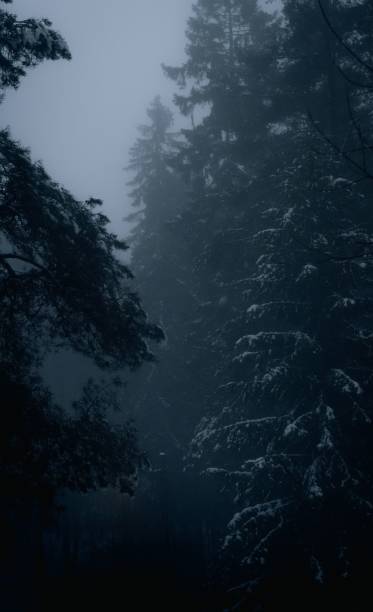 istock Vertical shot of a cloudy misty sky over a forest with dark trees 1454540071