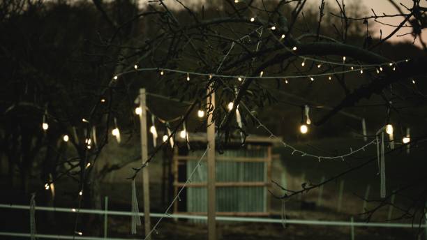 istock Trees decorated with beautiful lights in the countryside 1454540119