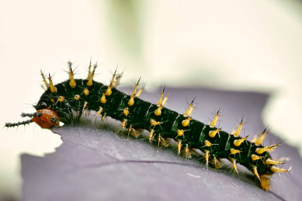 istock Closeup of Caterpillar on a leaf in a garden 1454540154