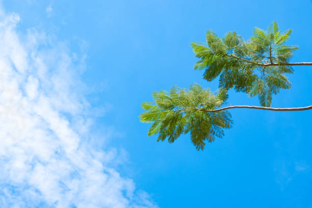 Green leaves and bright sky