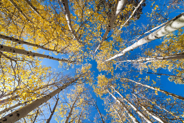 istock Low angle shot of birch trees in autumn 1454540547