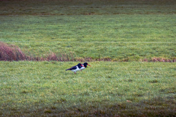 The Oystercatcher walking on the green grass