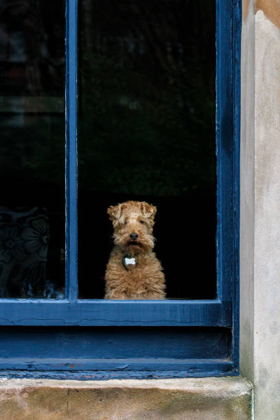 istock Brown puppy looking from the window in Glasgow, Scotland 1454541686