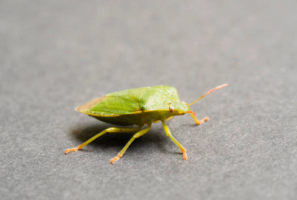 istock Macro shot of a green stink bug on a gray background 1454541698