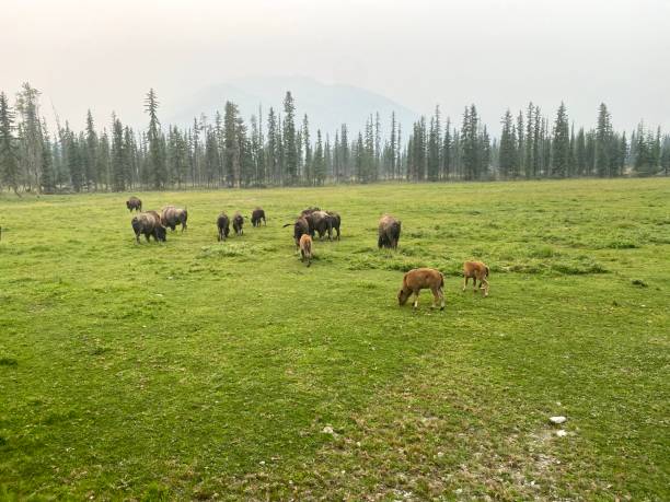 istock Herd of bison buffalo grazing on a field 1454541953