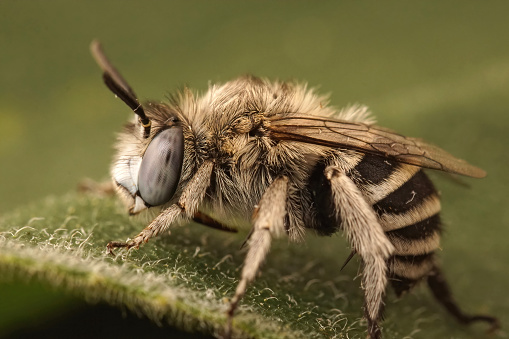 Closeup on a female blue banded digger bee,  Amegilla albigena from the Gard, France sitting on a green leaf