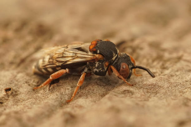 istock Closeup on a female Black-thighed Cellophane-cuckoo Bee, Epeolus variegatus 1454542172