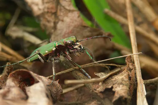 Photo of Closeup on the green tiger beetle, Cicindela campestris, on the
