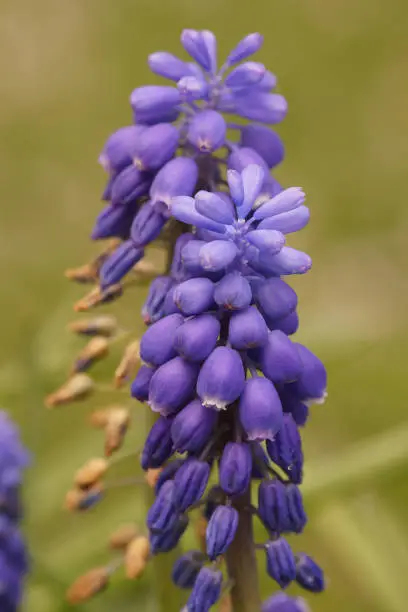 Close up of the soft blue flowers of the Italian or Compact Grape-hyacinth , Muscari botryoides in the garden