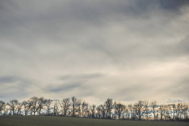 istock black field and trees with a dense gray sky 1454542843