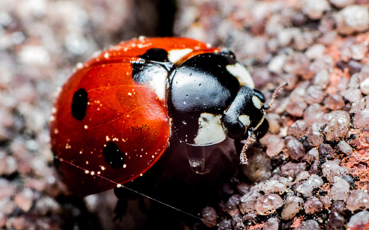 A macro shot of a Seven-spot ladybird insect on a pebble ground
