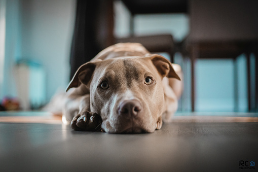 A closeup of the American Pit Bull Terrier lying on the floor.