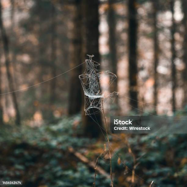Closeup Shots Of Objects Stock Photo - Download Image Now - Autumn, Bavaria, Blue