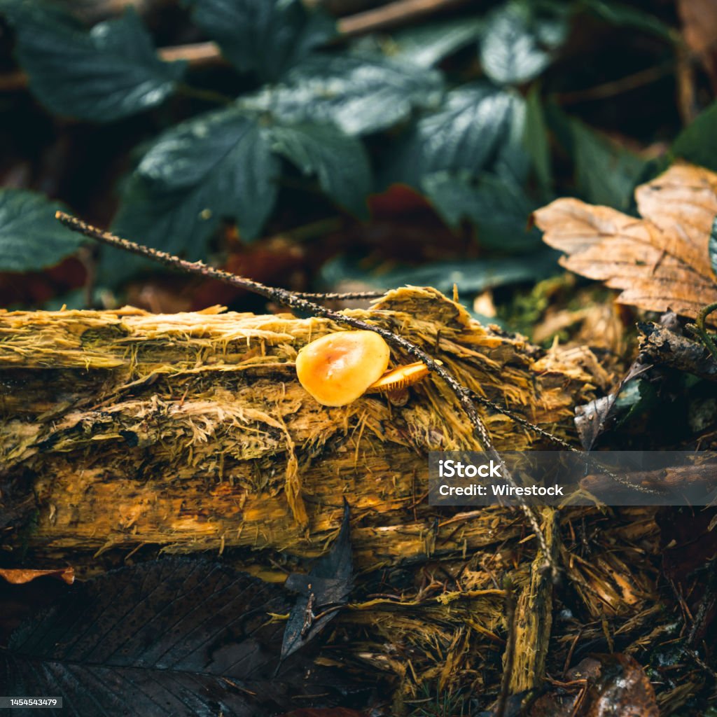 Closeup shots of objects. Closeup shots of objects in the nature. Autumn Stock Photo