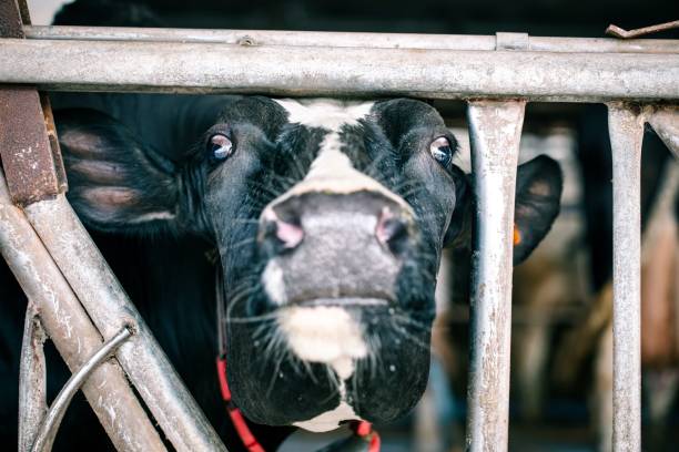 istock Black and white cow in cabin 1454544557