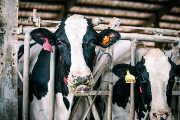 istock Closeup of black and white cows in cabin 1454544589