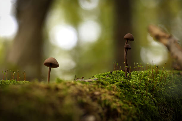 istock Selective focus of mushrooms growing on moss in the forest 1454544666