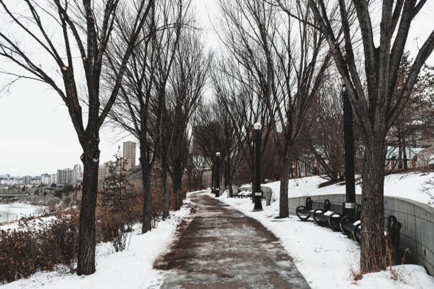 istock Snowy path in the park with leafless trees on its both sides 1454544766
